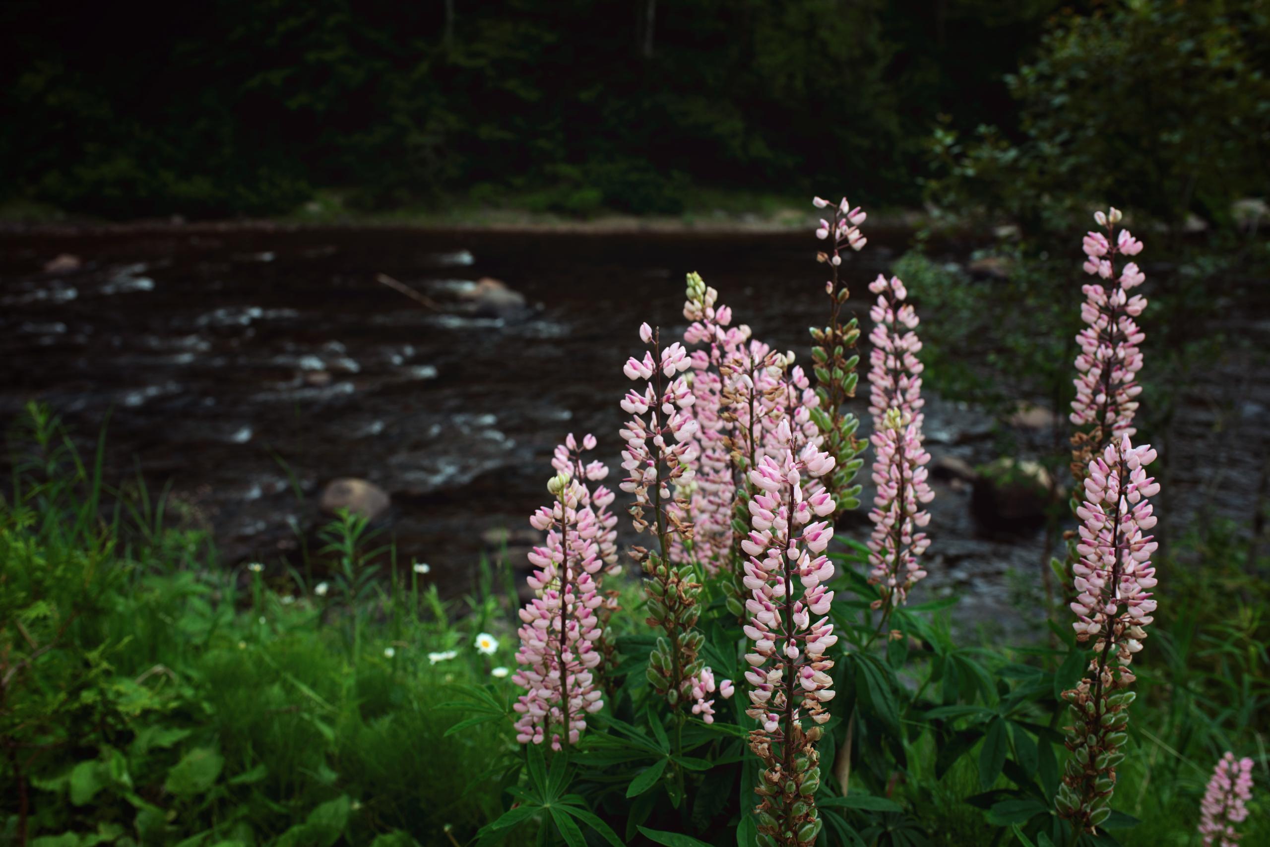 Tadoussac trip